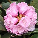 Rhododendron fulvum ssp. fulvoides