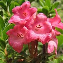 Rhododendron hirsutum (różanecznik kosmaty)