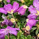 Rhododendron keleticum (różanecznik powabny)