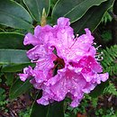 rododendrony, różaneczniki, azalie uprawiane