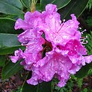 Rhododendron macrophyllum (różanecznik wielkolistny)
