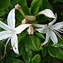 Rhododendron viscosum