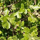 Rhus aromatica (sumak wonny)