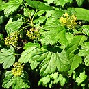 Ribes diacanthum