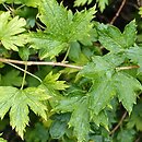 Ribes fasciculatum