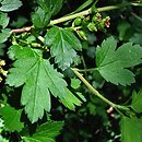 Ribes giraldii