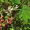 Ribes latifolium