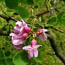 Robinia hispida Macrophylla