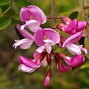 Robinia kelseyi (robinia Kelseya)
