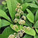 Rodgersia (rodgersia)