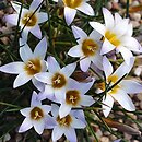 Romulea bulbocodium
