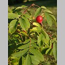 Rosa acicularis (róża igiełkowata)