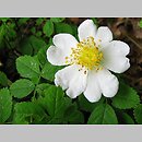 Rosa arvensis