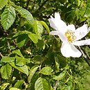 Rosa balsamica