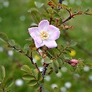 Rosa fargesii (róża Fargesa)