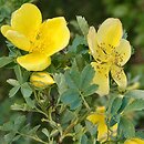 Rosa hemisphaerica (róża siarkowa)