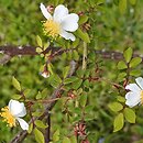Rosa jasminoides