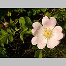 Rosa jundzillii (róża Jundziłła)