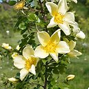 Rosa kokanica