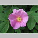 Rosa majalis (róża girlandowa)