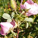 Rosa multibracteata