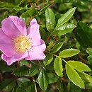 Rosa virginiana (róża wirgińska)