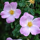 Rosa webbiana