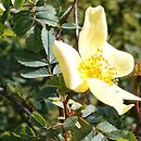Rosa xanthina (róża żółta)
