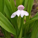 Roscoea alpina