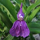 Roscoea (roskea)