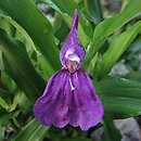 Zingiberaceae (imbirowate)