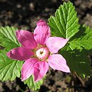 Rubus arcticus (malina arktyczna)