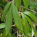 Rubus bambusarum