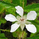 Rubus xanthocarpus (jeżyna żółtoowockowa)