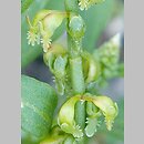 Rumex bucephalophorus (szczaw dziurkowany)