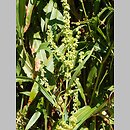 Rumex triangulivalvis (szczaw trójkątnodziałkowy)