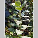 Salix cordata (wierzba gęstolistna)