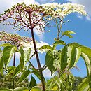 Sambucus canadensis (bez kanadyjski)