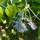 Sambucus cerulea