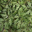 Sambucus nigra Laciniata