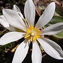 Sanguinaria canadensis (sangwinaria kanadyjska)