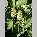 Sanguisorba muricata (krwiściąg średni)