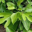 Sassafras albidum (sasafras lekarski)