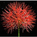 Scadoxus (krasnokwiat)