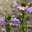 Scaevola aemula (scewola)