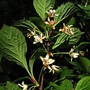 Schisandra chinensis (cytryniec chiński)