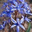 Scilla bifolia ssp. buekkensis