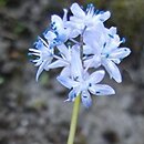 Scilla bithynica