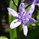 Scilla lilio-hyacinthus