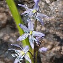 Scilla mesopotamica